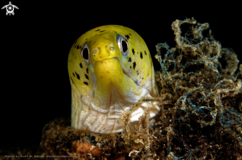 A yellow head Moray eel