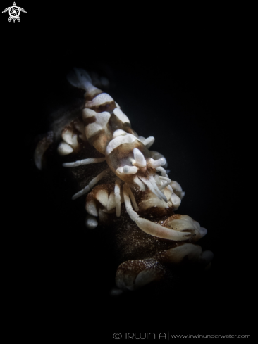 A Pontonides uncigar | Commensal Whip Shrimp on Whip Coral