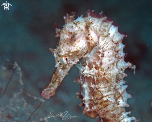 A thorny seahorse
