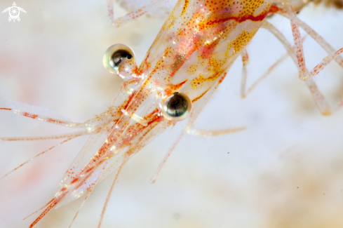 A Pandalus Montagui | Shrimp