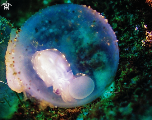 A Flamboyant cuttlefish baby