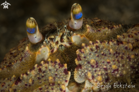 A Calappa ocellata | Ocellated Box Crab