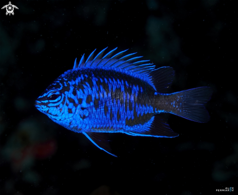 A Blue sapphire damsel fish