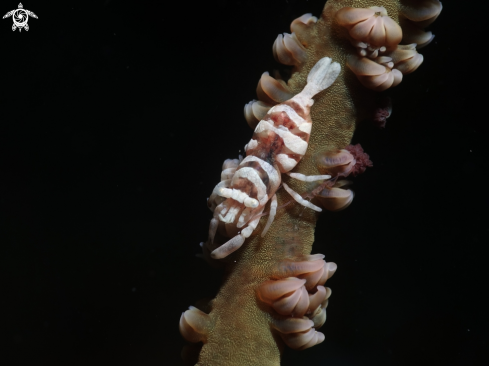 A wire coral shrimp
