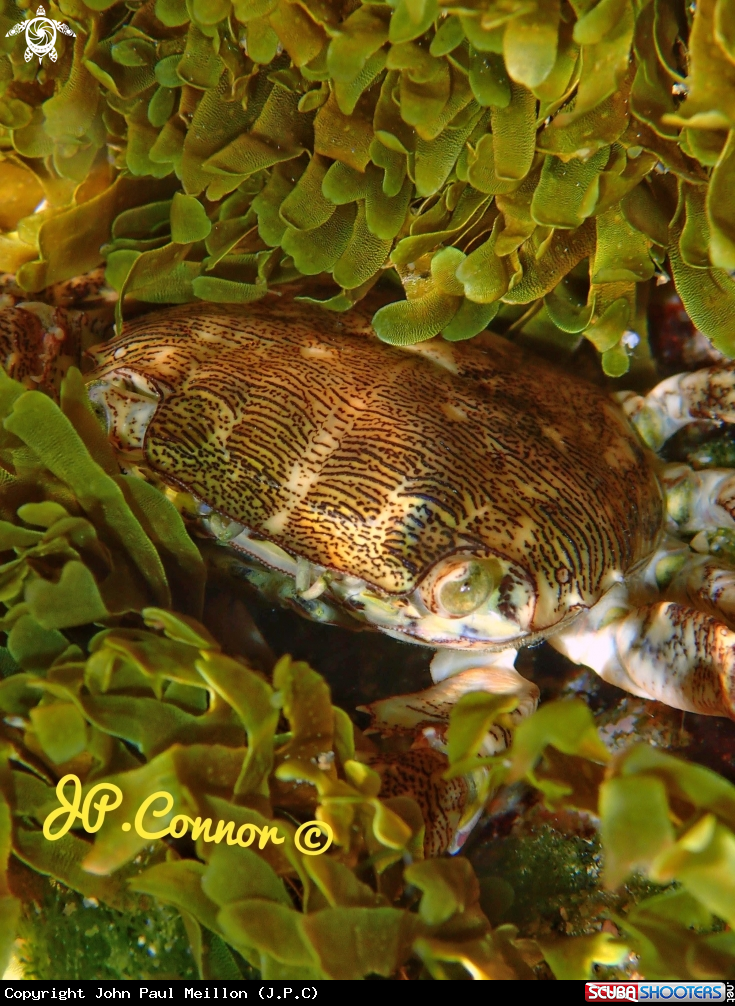 Marbled rock crab