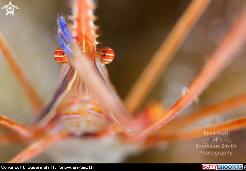 A Arrow crab