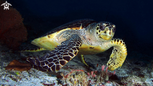 A Sea turtle
