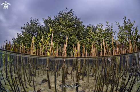 A Mangrove