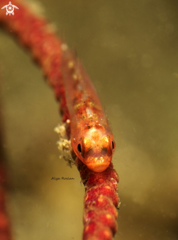A Bryaninops Tigris | Goby