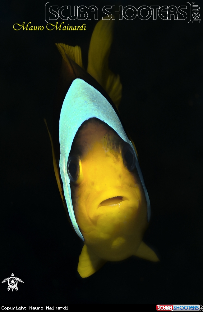 Clownfish portrait