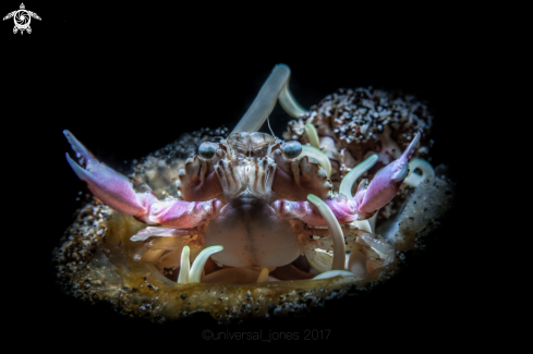 A Lissocarcinus orbicularis | Harlequin Crab 