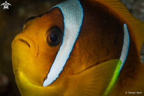 A Amphiprion bicinctus | Clown fish