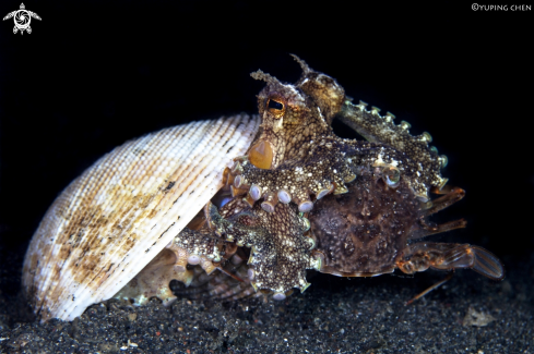 A Amphioctopus marginatus | Coconut Octopus