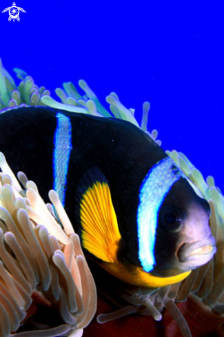 A Amphiprioninae