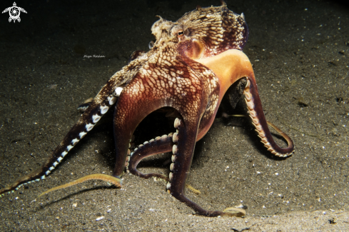 A Amphioctopus Marginatus | Coconut Octopus