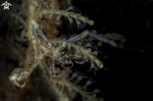 A caprella | skeleton shrimp