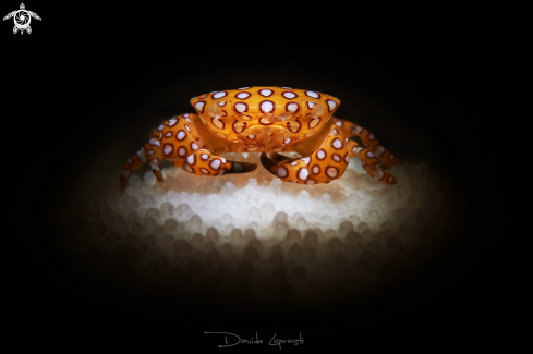 Red Spotted Coral Crab