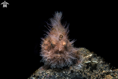 A Hairy FrogFish