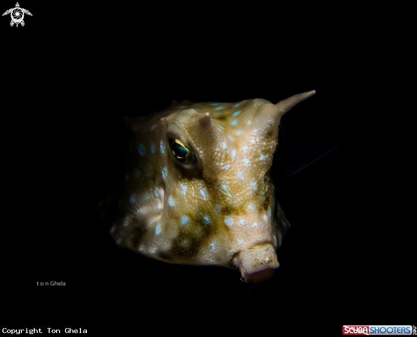 A Cow Fish