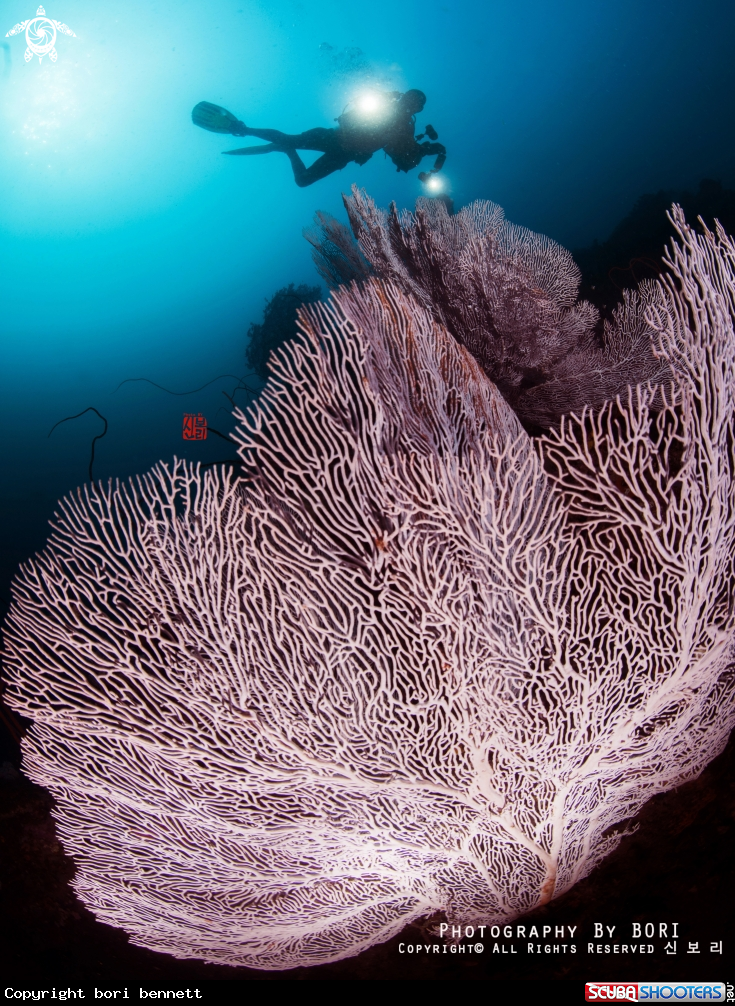 A Sea Fan with a diver