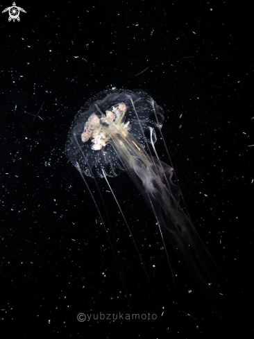 A JellyFish | Jelly Fish
