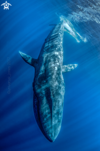 A Balaenoptera musculus | Blue Whale