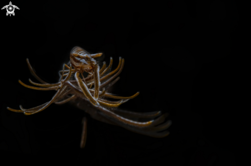 A Laomenes sp. | crinoid shrimp