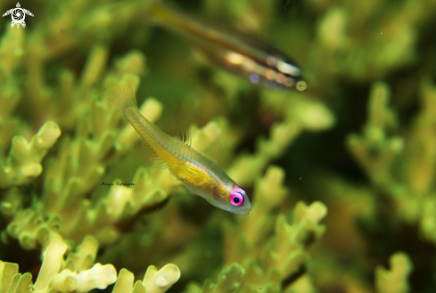 A Pink Eye Goby