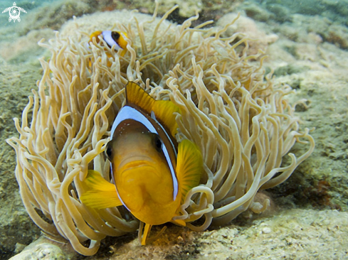 A Amphiprion bicinctus | anemonefish 