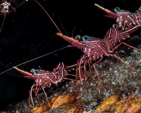 A Rhynchocinetes durbanensis | Hinged beak shrimps