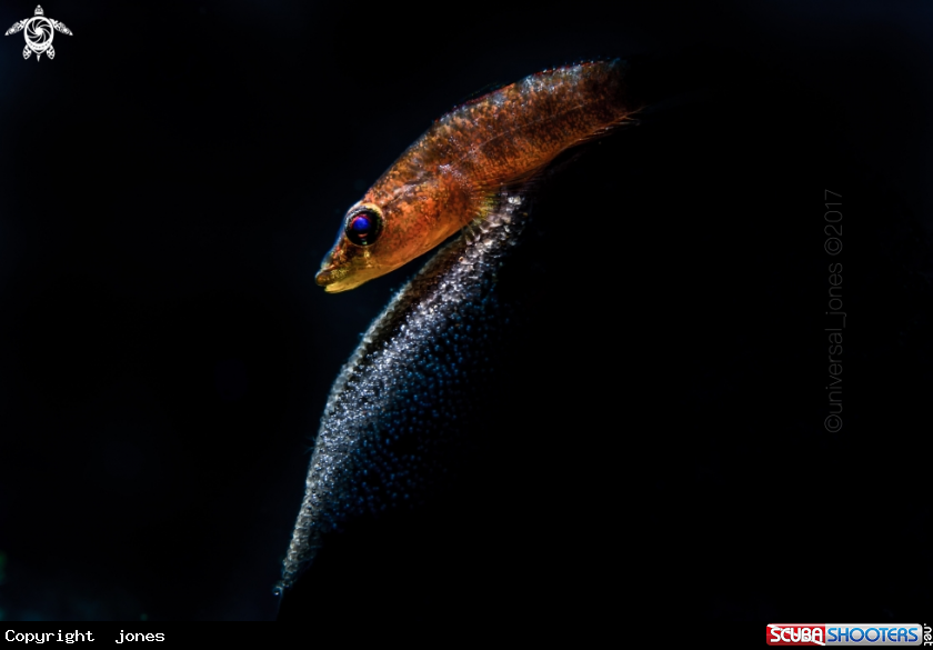 A Black Tunicate Goby