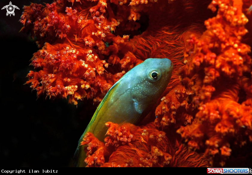 fish on red soft coral