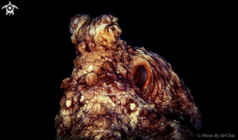 A octopoda | octopus