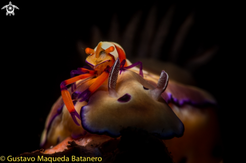 A Zenopontonia rex atop Hypselodoris tryoni | Gamba Emperador y nudi
