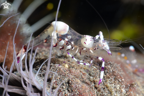 A Periclemenes yucatanicus | Spotted cleaner shrimp