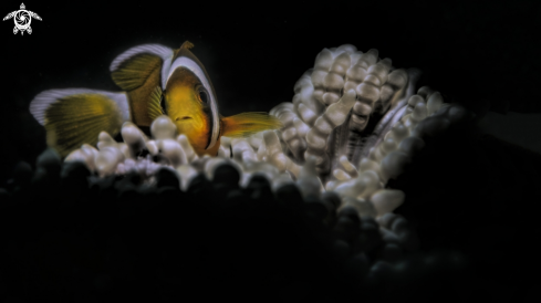 A Amphiprion bicinctus  | clownfish