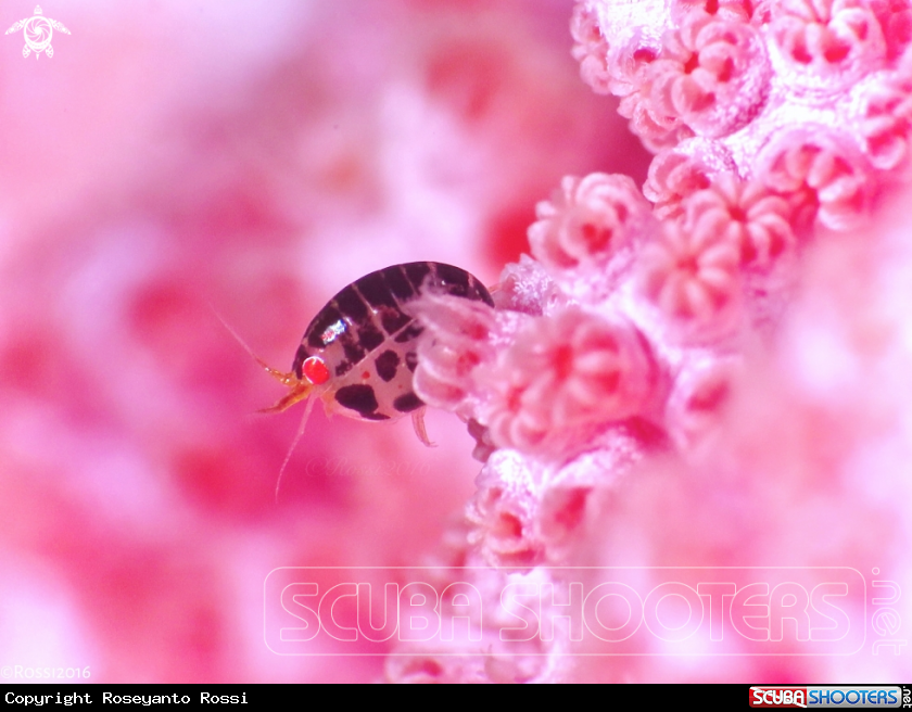 A Ladybug Amphipods