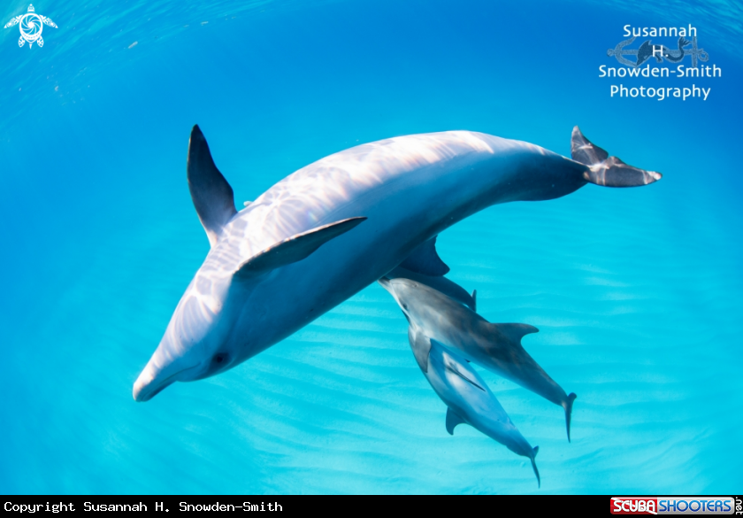 A Atlantic Spotted Dolphins