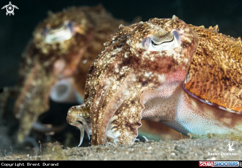 Cuttlefish Pair