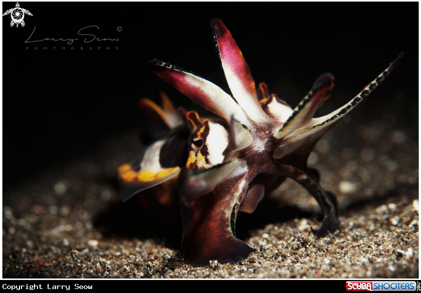 A Flamboyant Cuttlefish