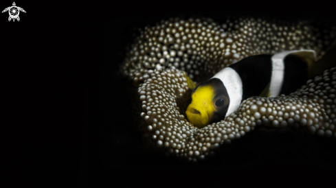 A  Amphiprion bicinctus , | clownfish