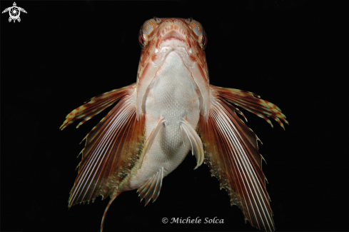 A Dactylopterus volitans | Pesce civetta
