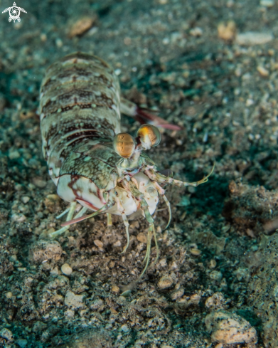 A Tiger mantis shrimp