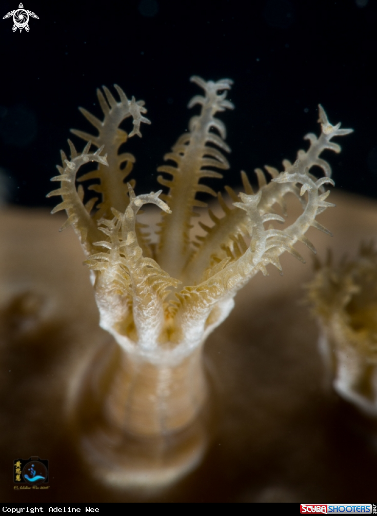 A Soft coral polyps