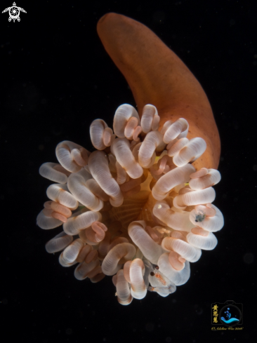 A Epiactis prolifera | Young anemone on the go with hitchhikers 