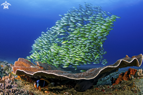 A Disc Coral with Bluebanded snappers