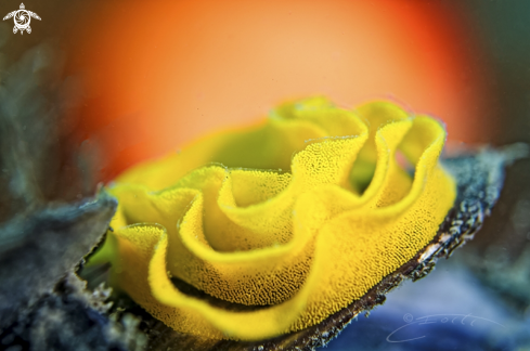 A Nudibranch eggs