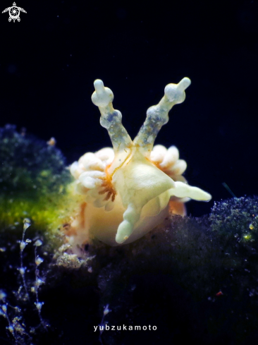 A Nudibranch | Nudibranch