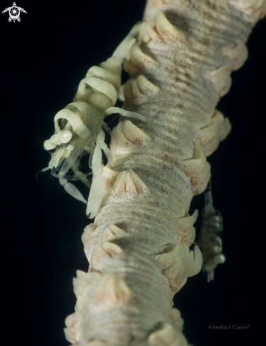 A Pontonide unciger | Whip Coral Shrimp,Gamberetto simbiote