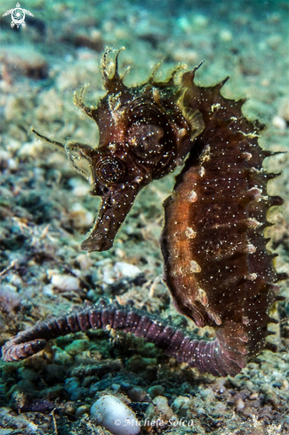 A Hippocampus guttulatus | Cavalluccio marino